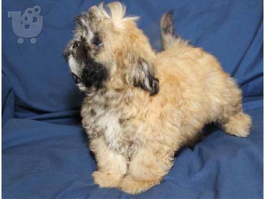 PoulaTo: Ανδρικά και θηλυκά κουτάβια Shih tzu
